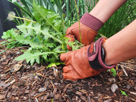 A close-up of a person's hands wearing brown leather gardening gloves with burgundy cuffs, digging through green leafy plants in a garden bed with mulch.